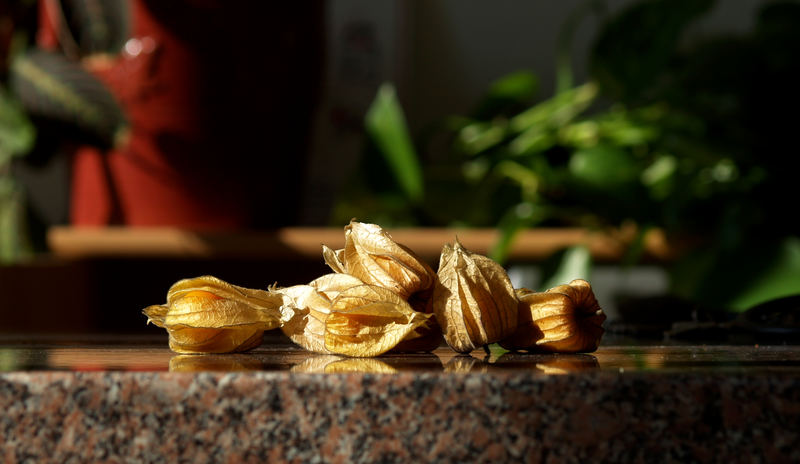 Physalis bei Sonnenstrahlen