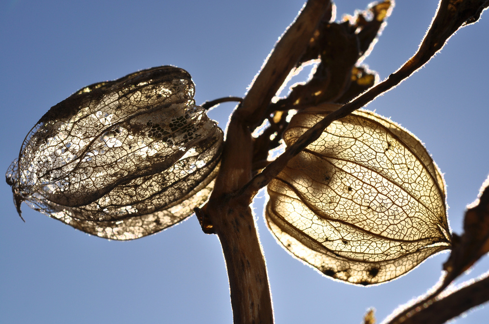 Physalis beim röntgen....