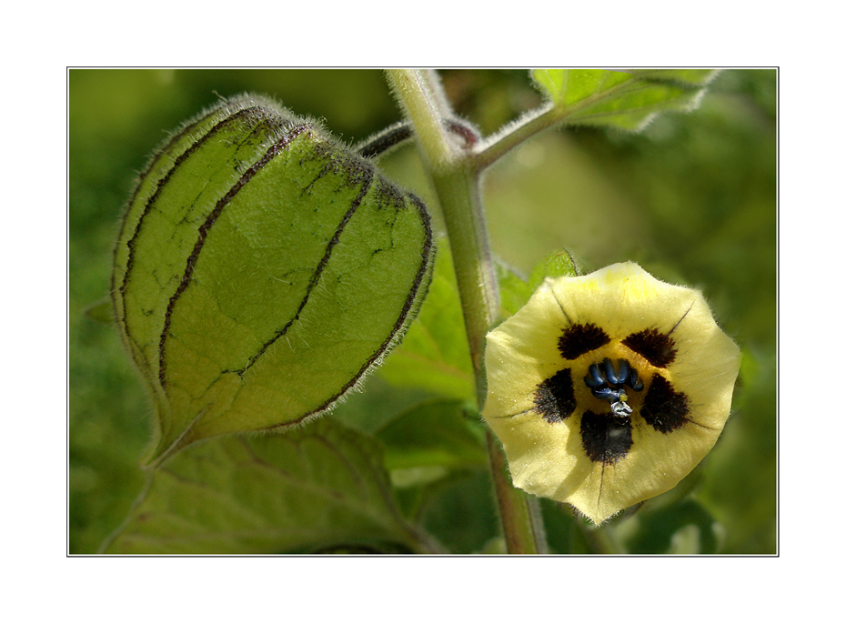 Physalis-Blüte