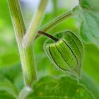 Physalis  Blüte