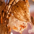 Physalis - Blume im Abendlicht