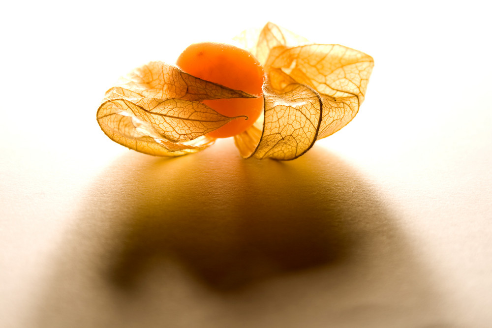 Physalis