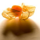 Physalis