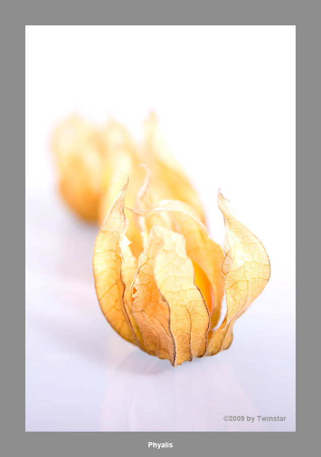 Physalis