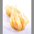 Physalis