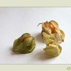 --- Physalis ---