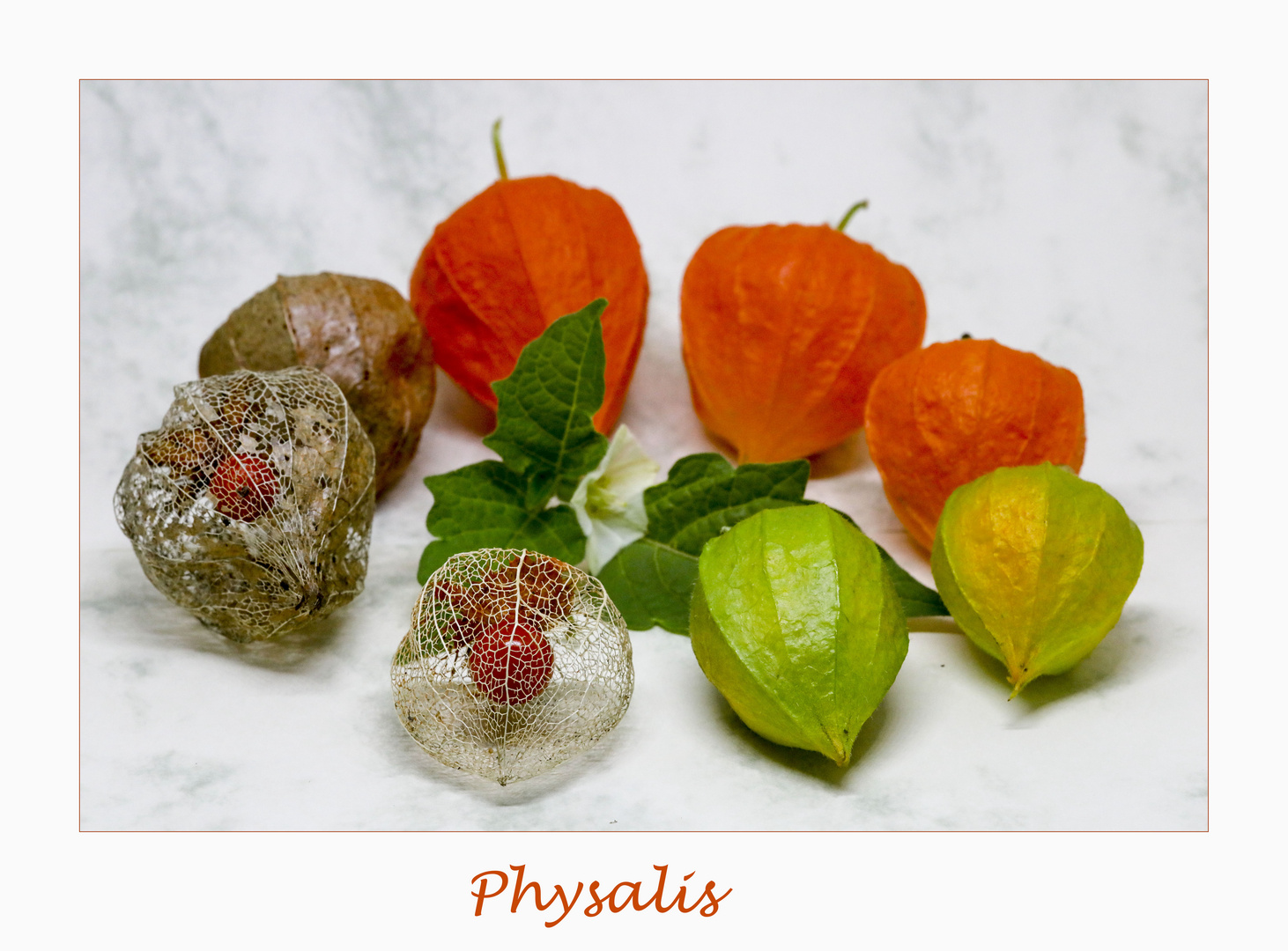 Physalis