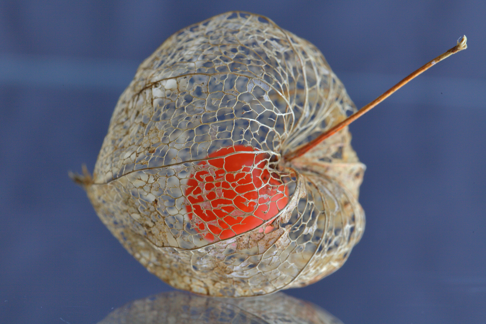 Physalis