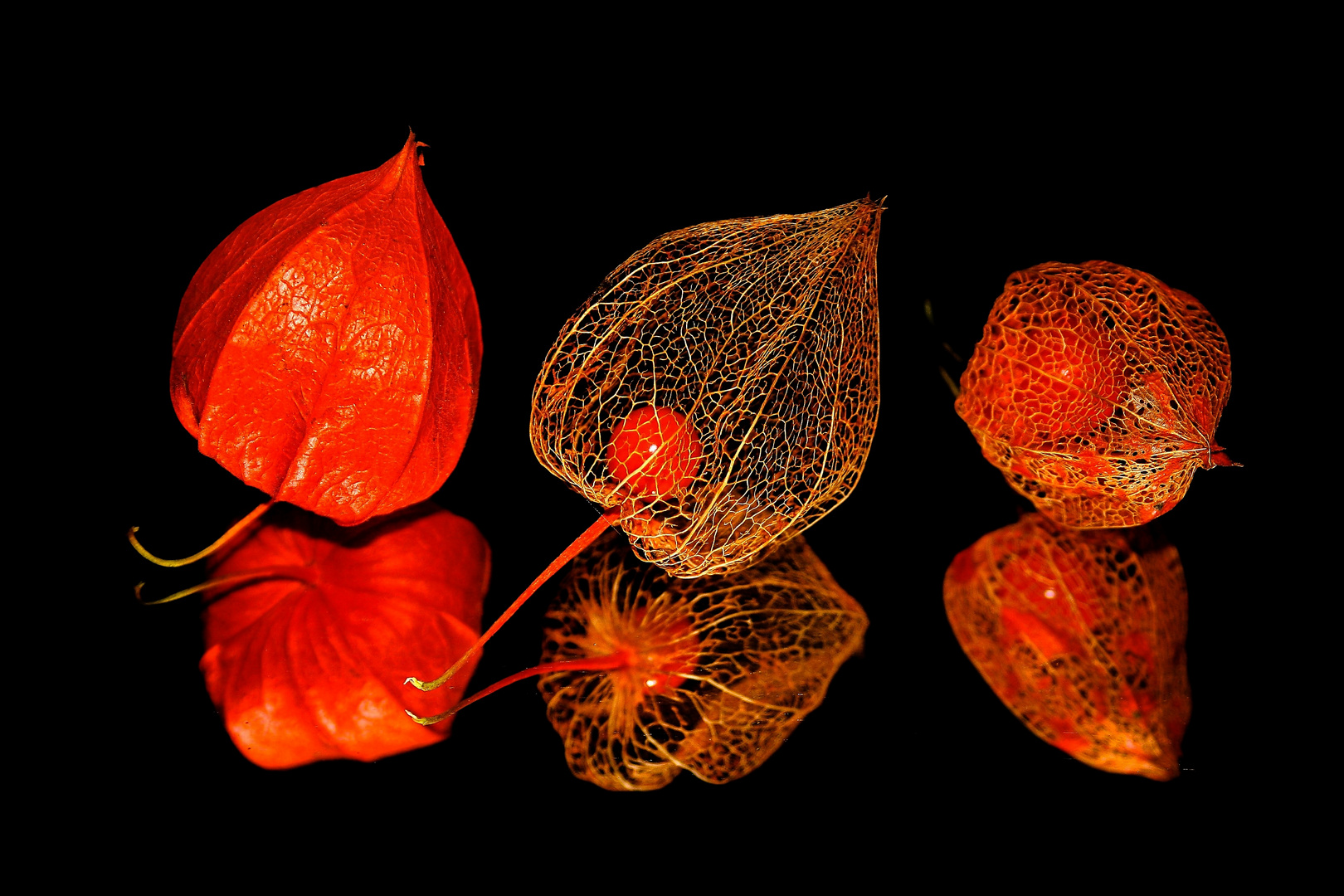 physalis