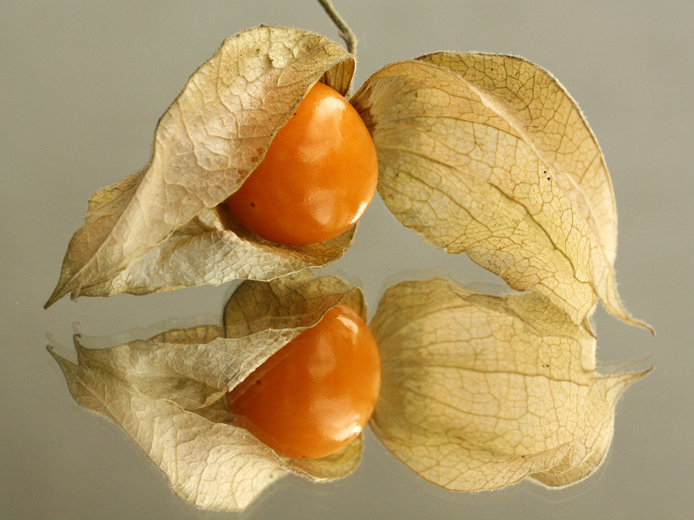 ~ Physalis ~