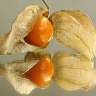 ~ Physalis ~