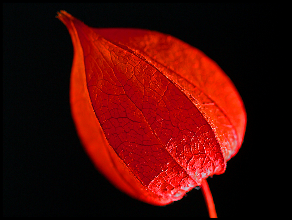 Physalis