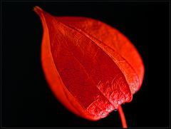 Physalis