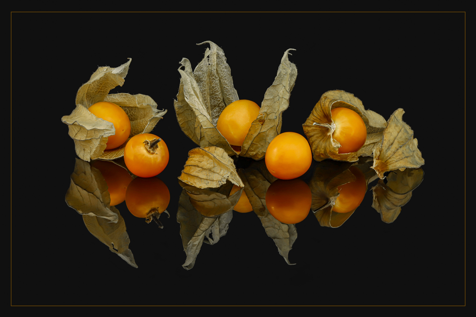 Physalis