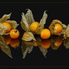 Physalis