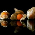 Physalis