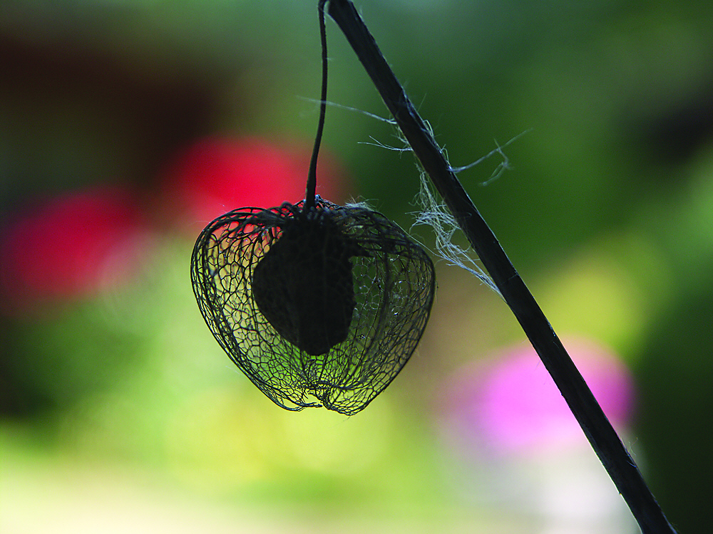 Physalis