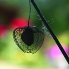 Physalis