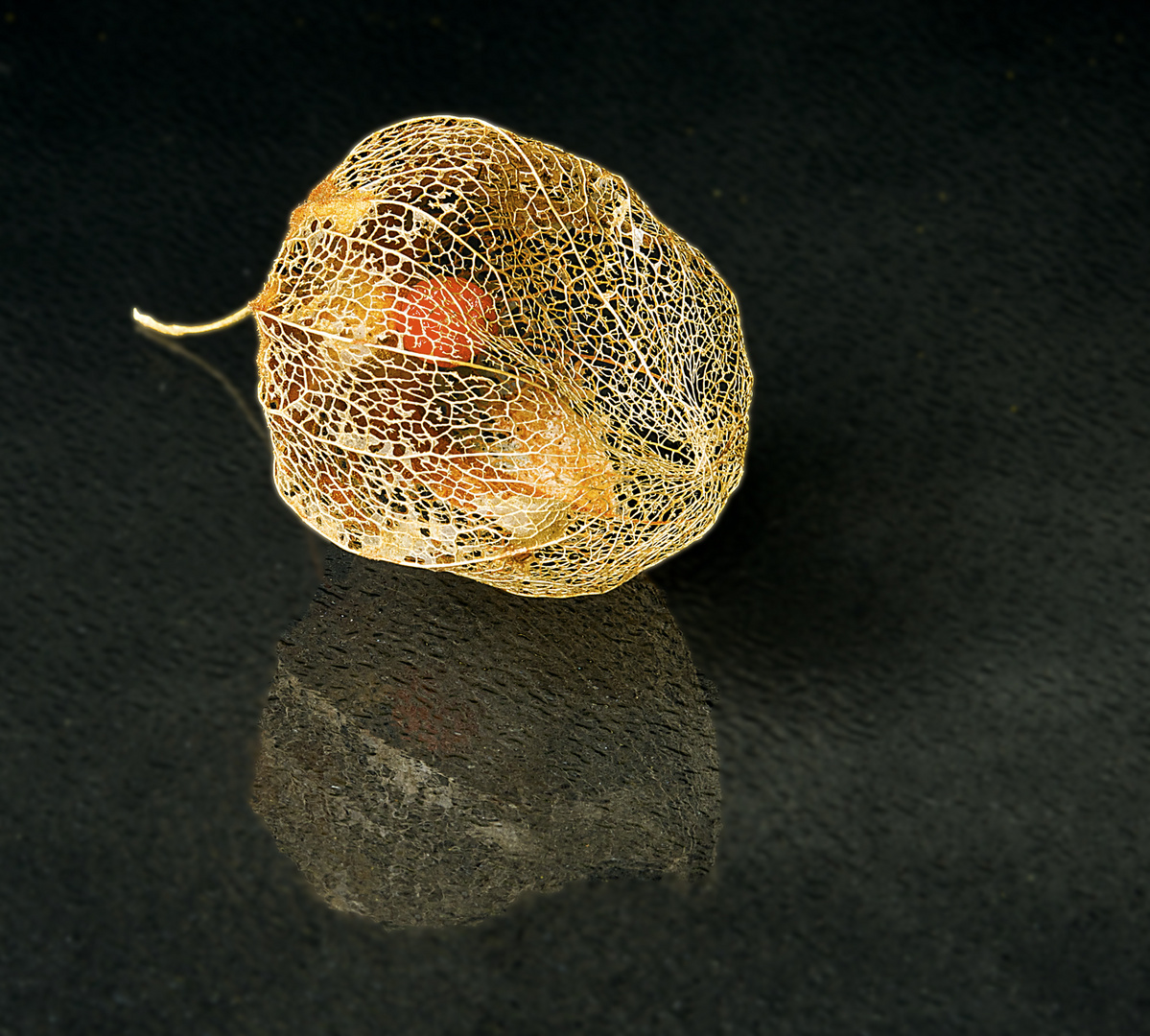 Physalis