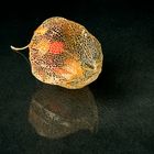 Physalis