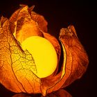 Physalis