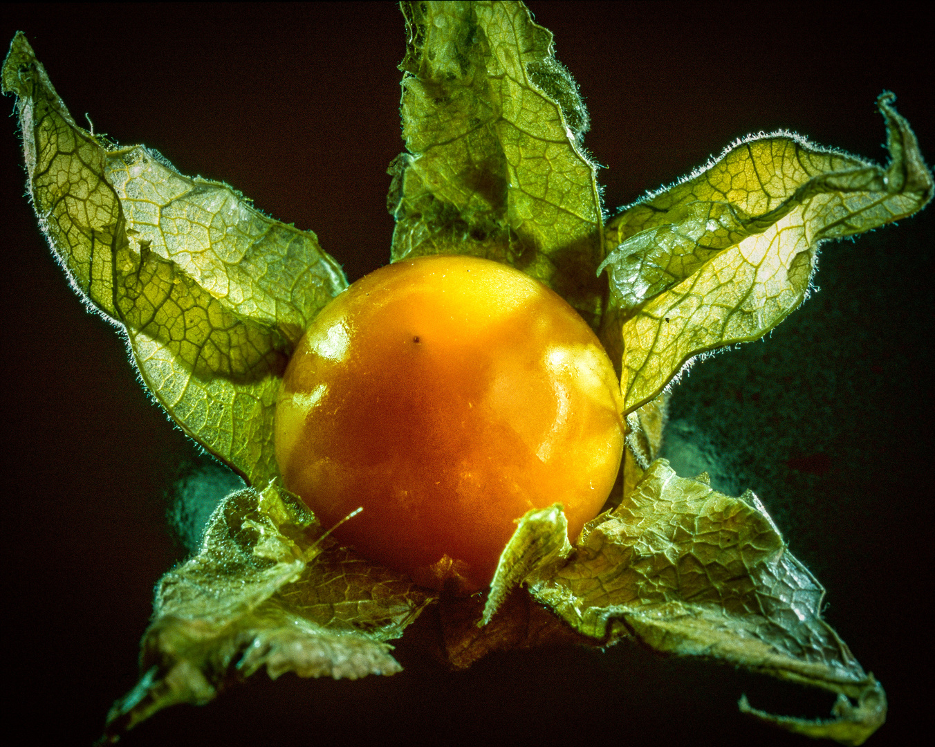 Physalis