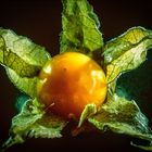 Physalis