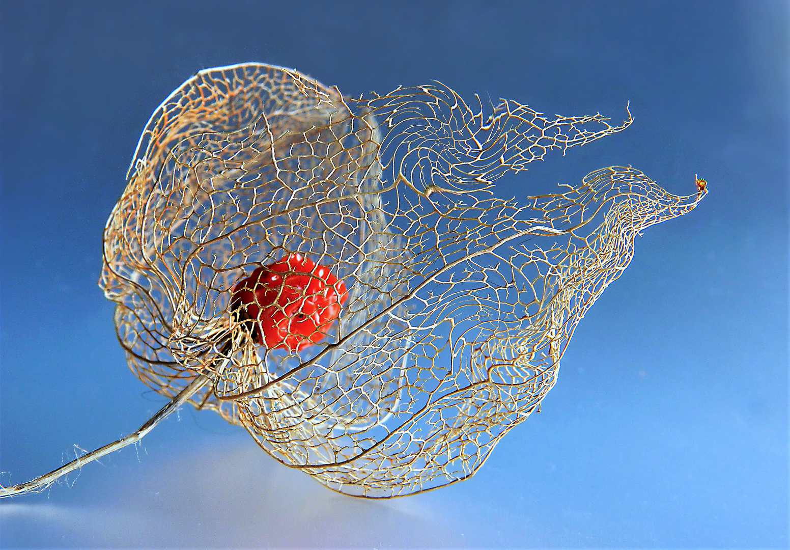 Physalis 