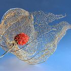 Physalis 