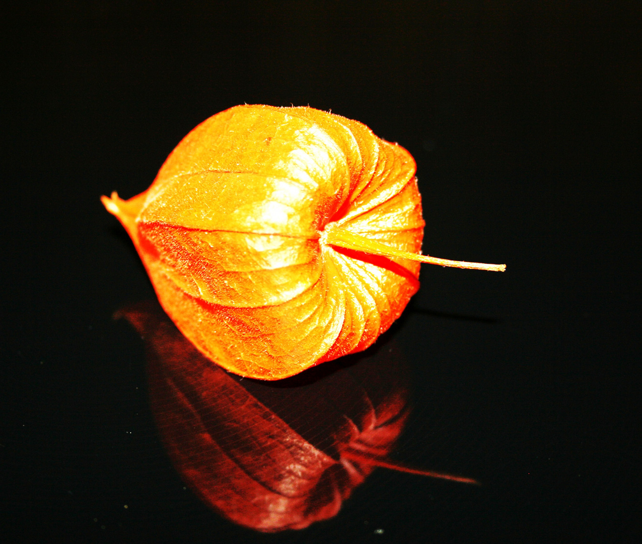 physalis