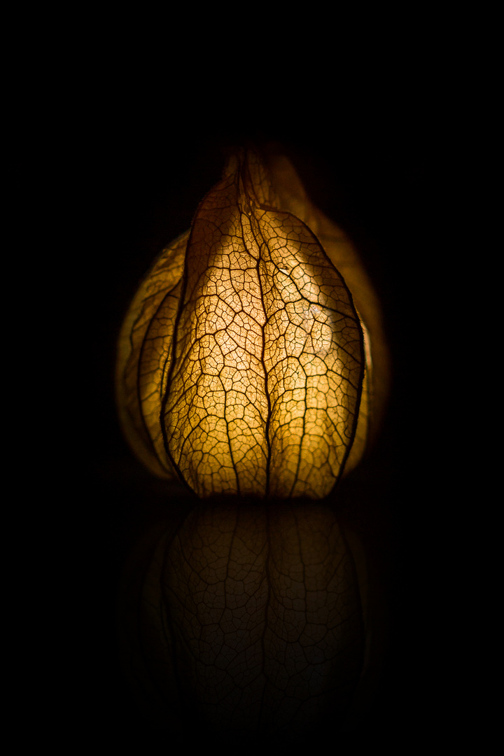 Physalis