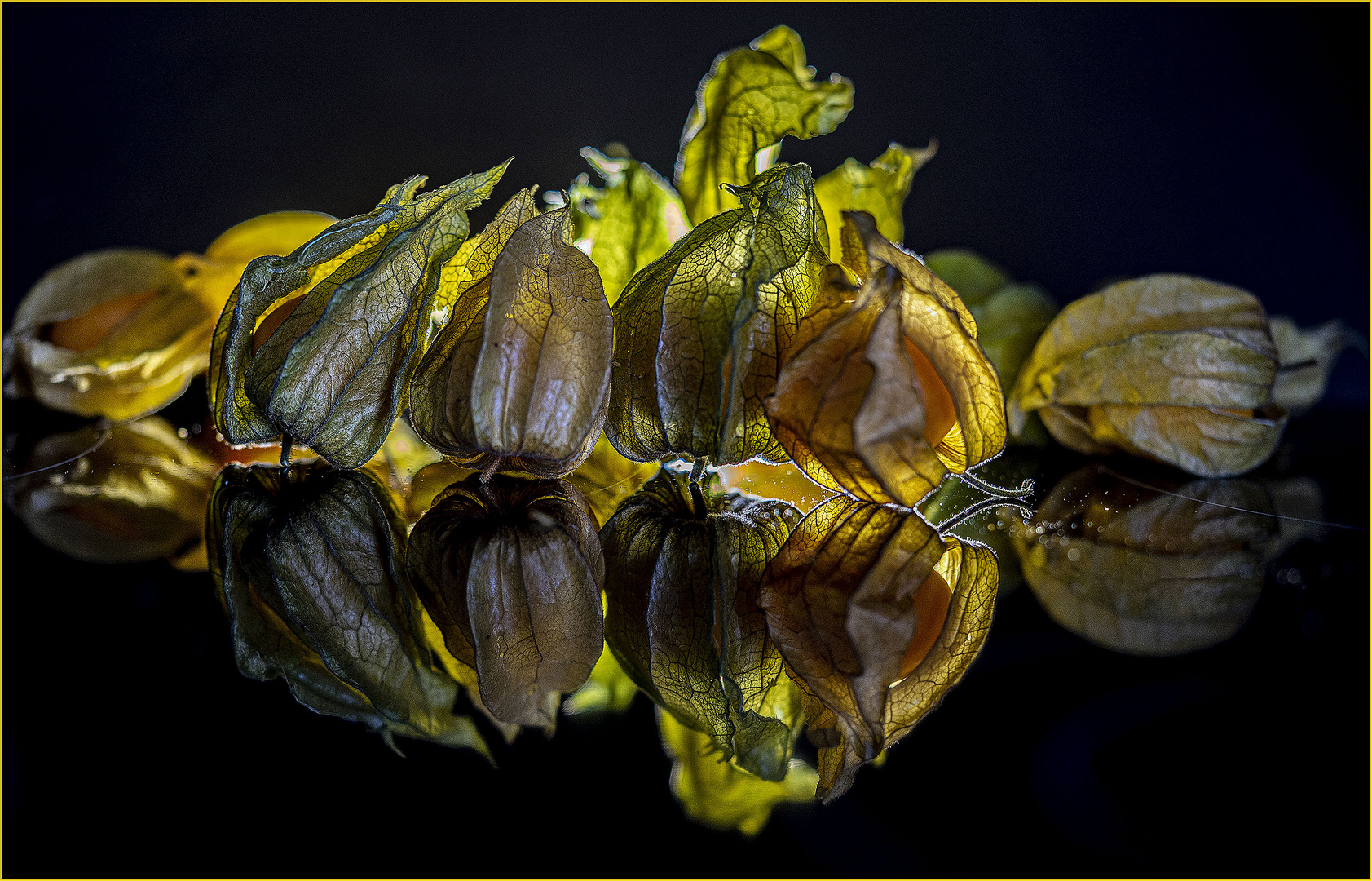 Physalis