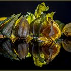 Physalis