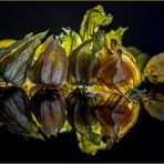 Physalis