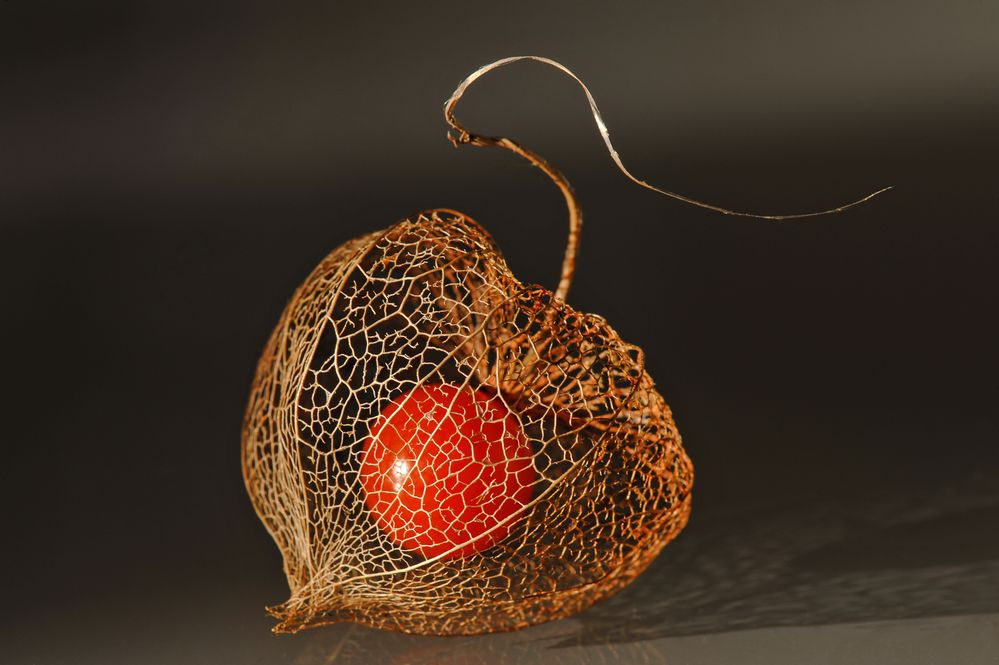 physalis