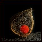 Physalis