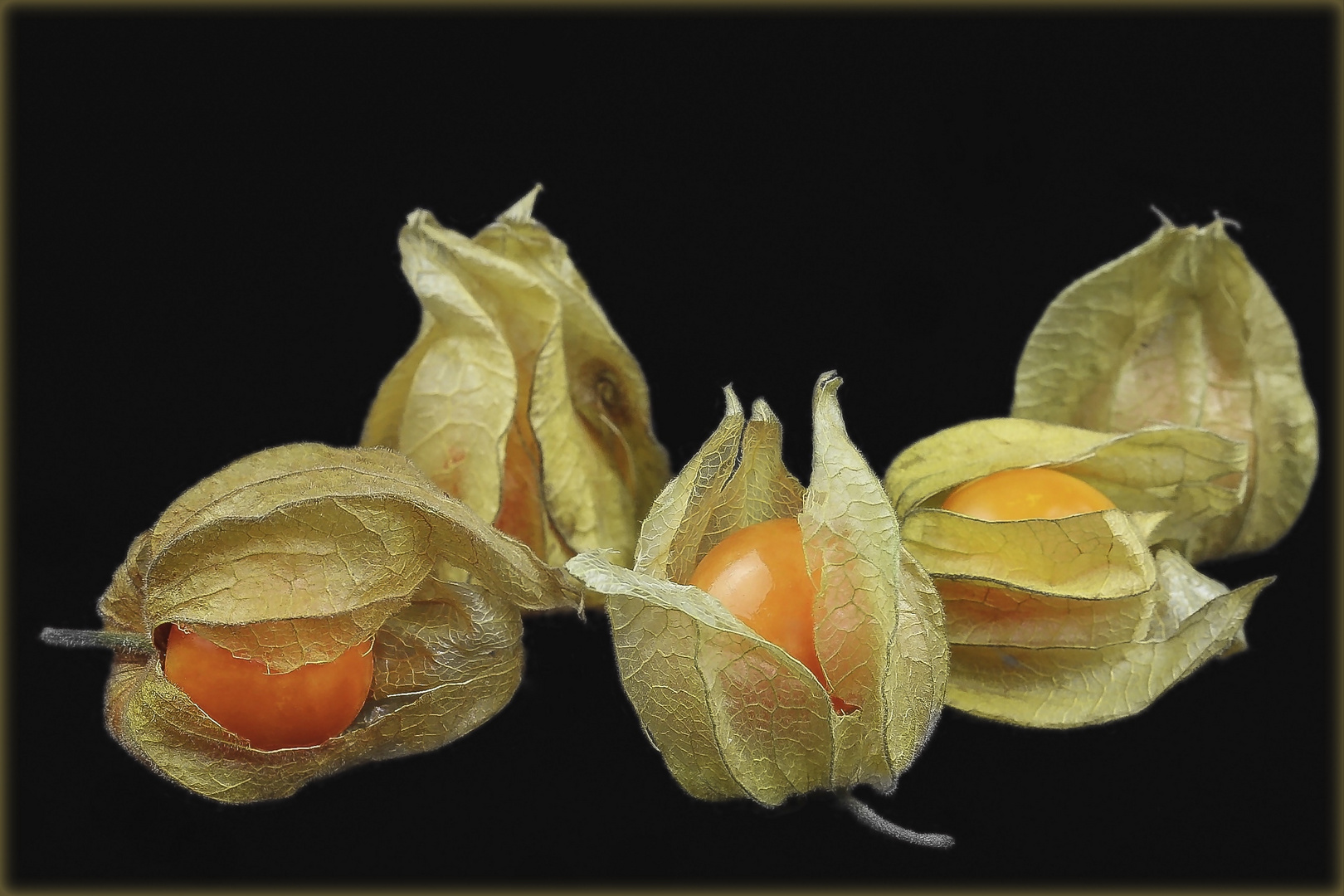 '' Physalis ''