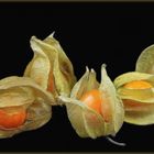 '' Physalis ''