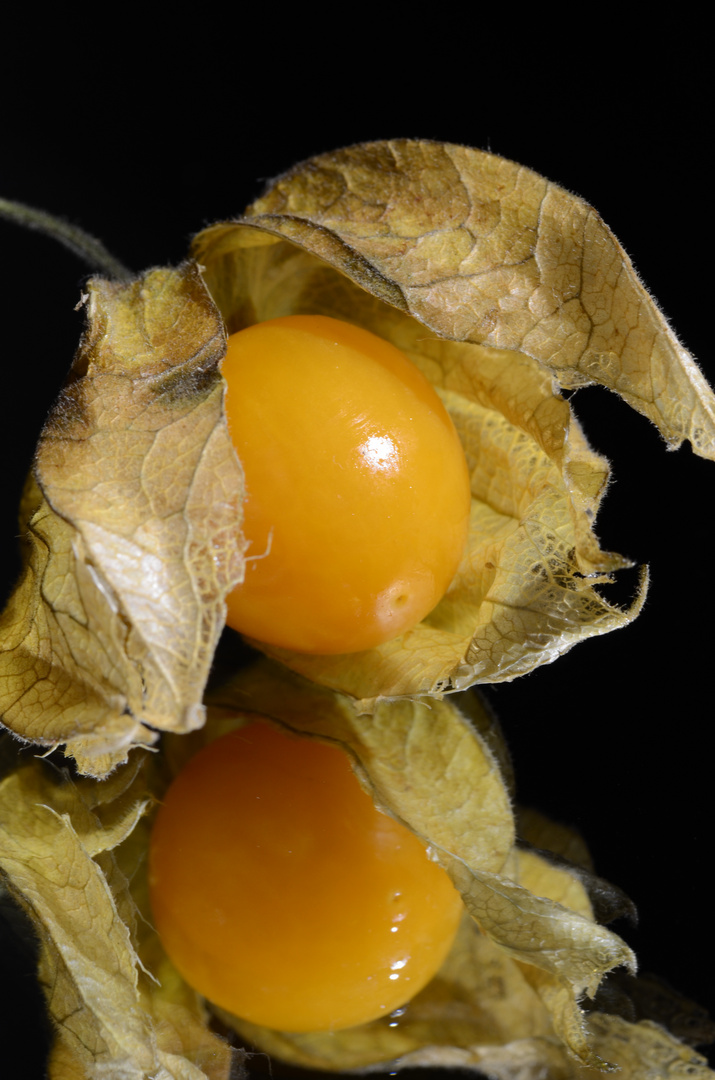 Physalis