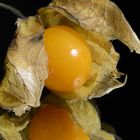 Physalis