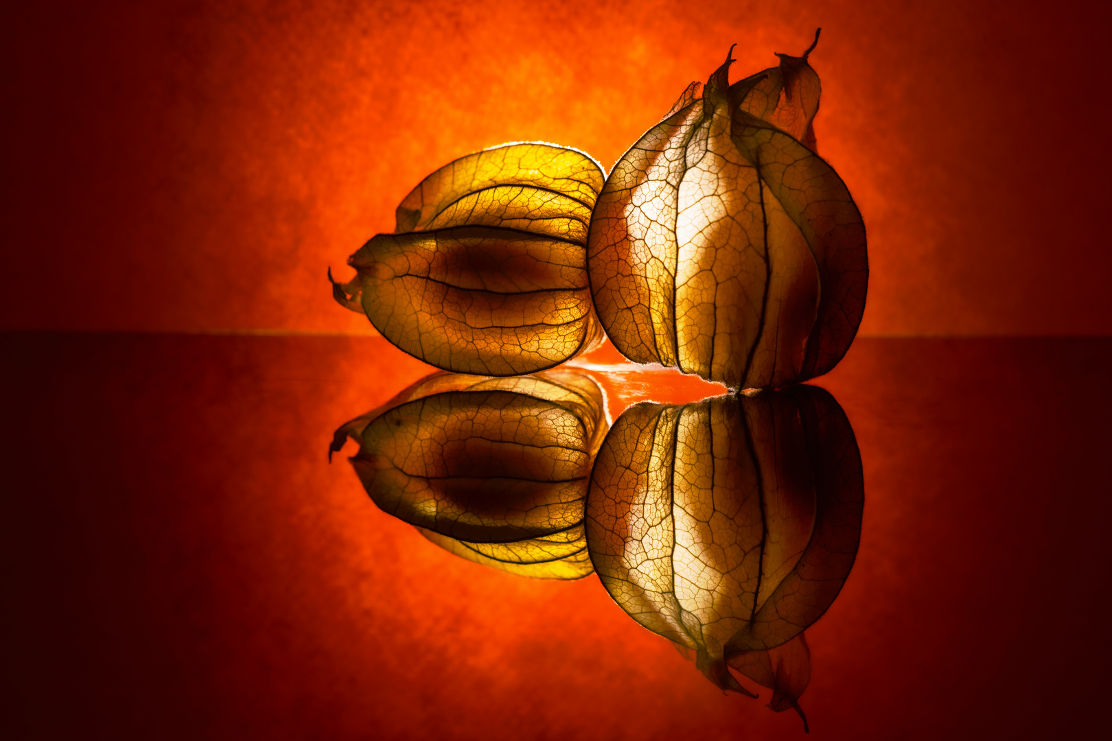 Physalis