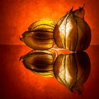 Physalis