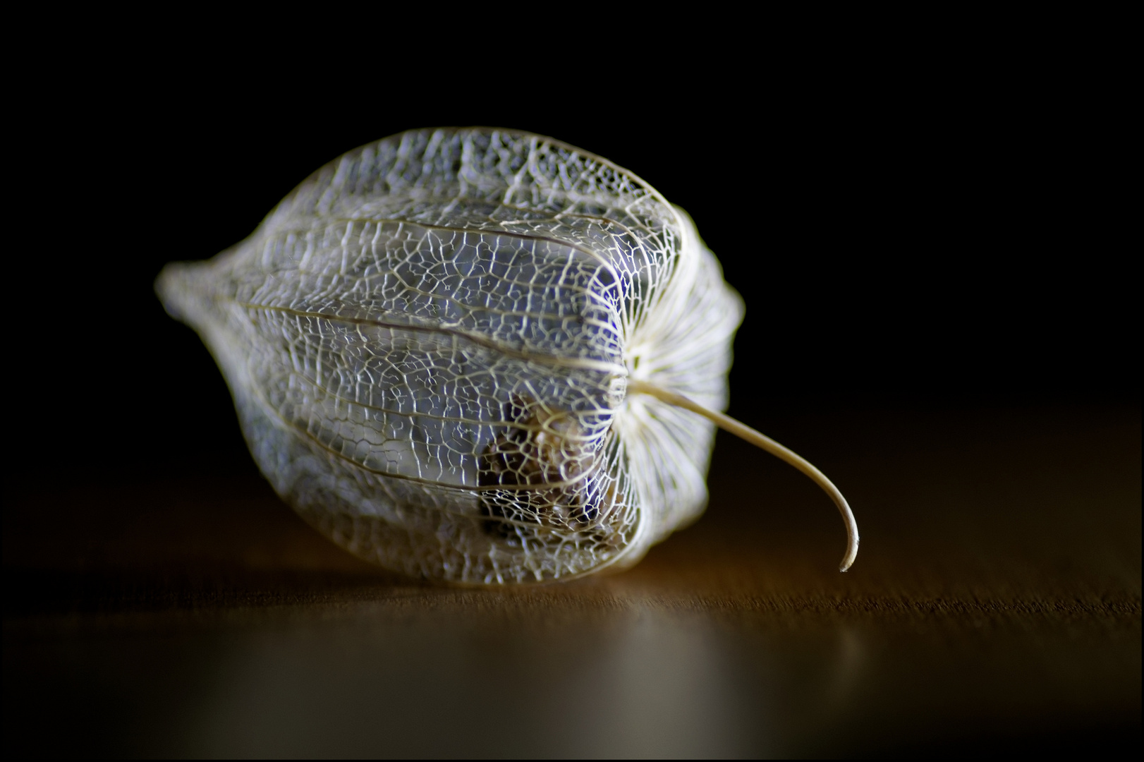 Physalis