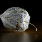 Physalis