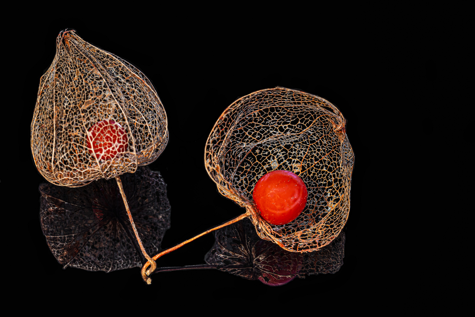 Physalis