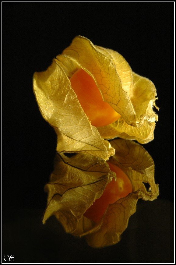 Physalis