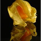 Physalis