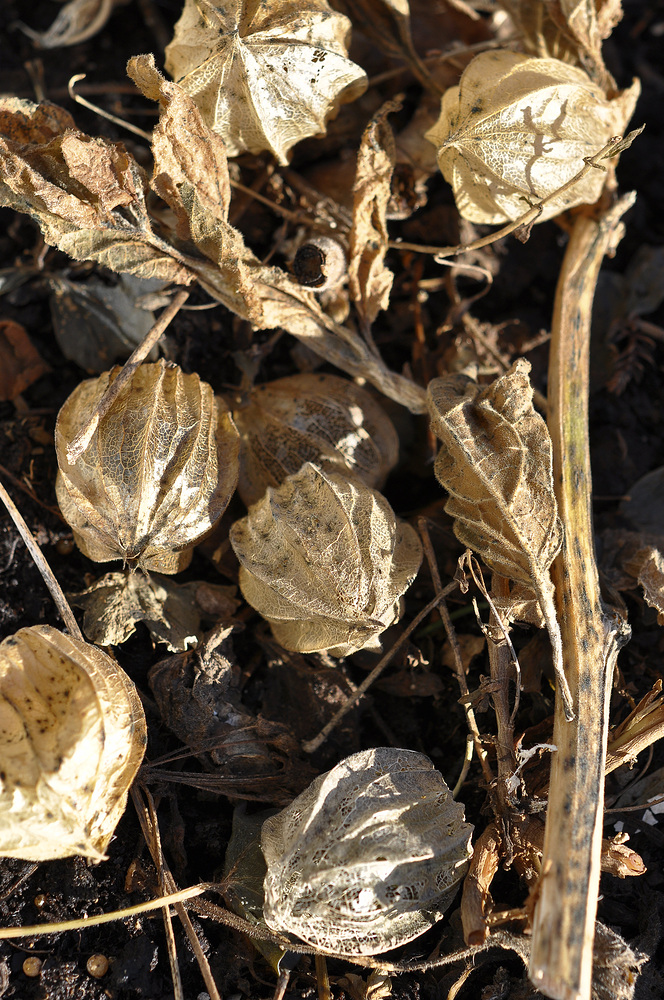 Physalis....