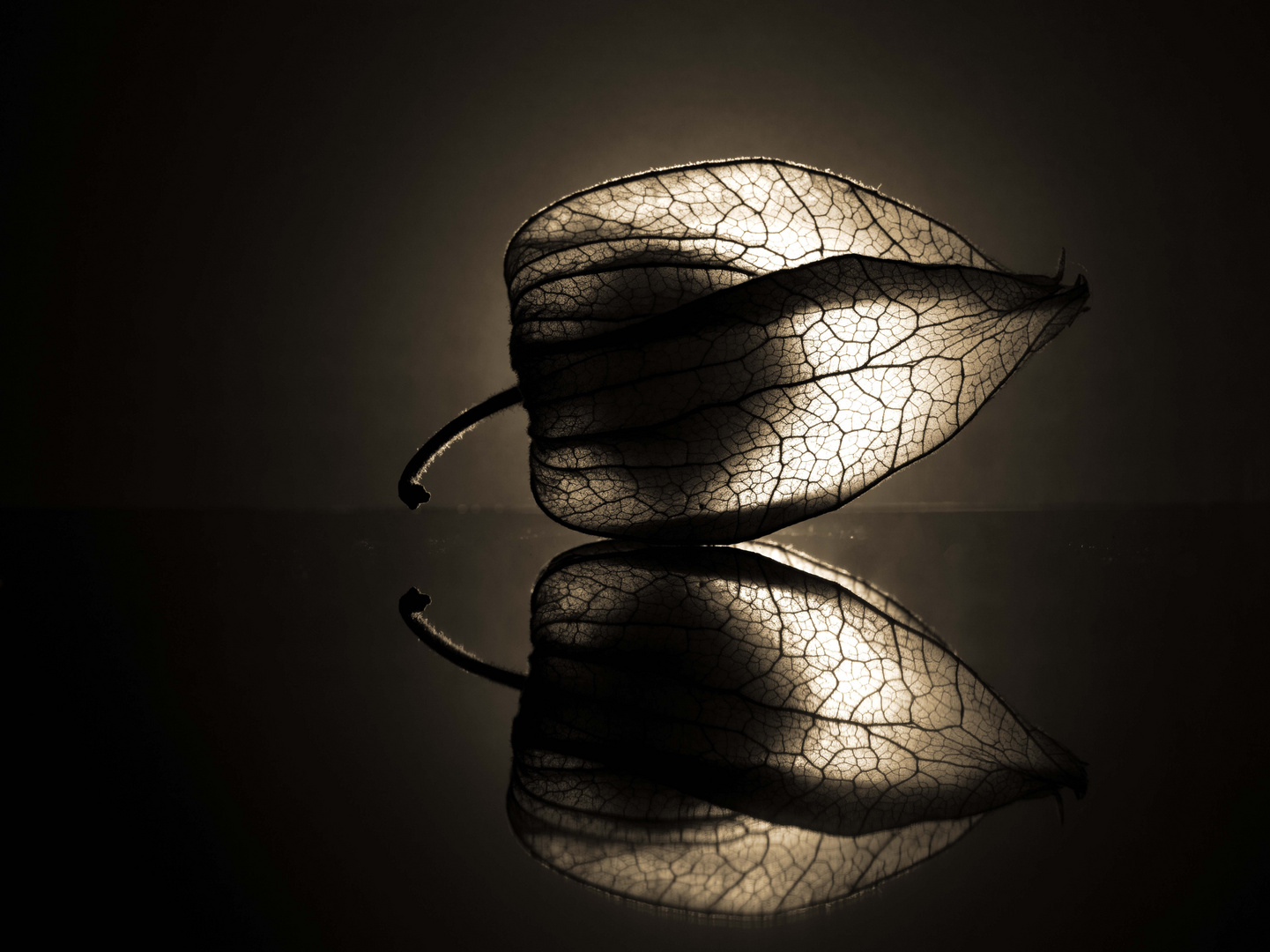 Physalis