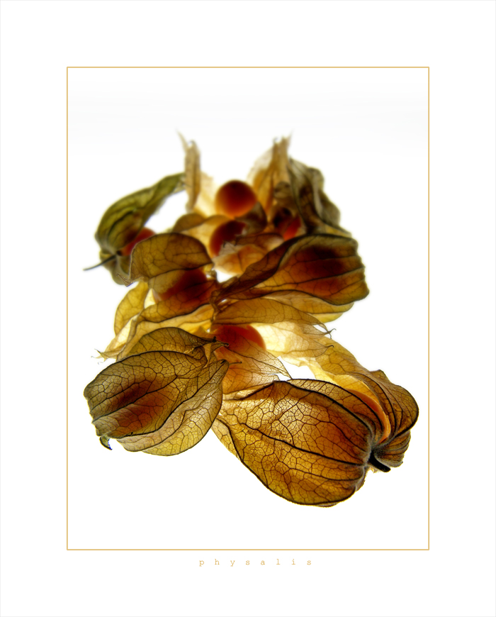 -physalis-